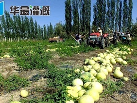 滴灌打瓜(籽用西瓜)的需肥规律以及施肥方案
