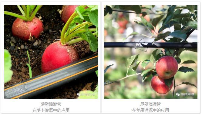 滴灌管应用