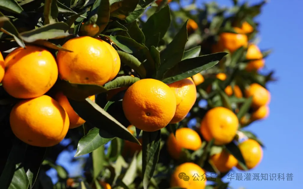 果树类水肥一体化灌溉