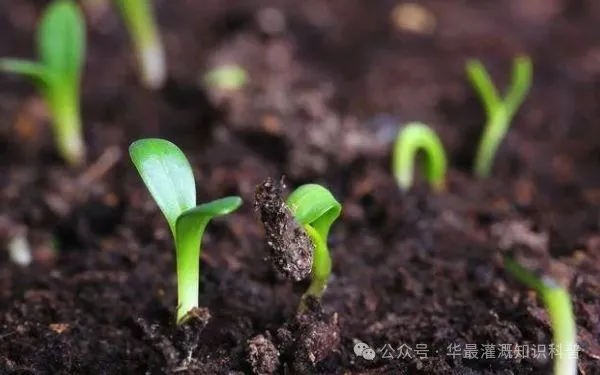 灌溉