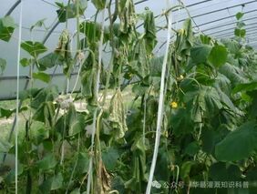 作物耗水量分析计算：揭秘植物与水的秘密
